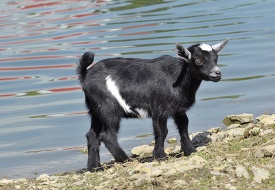 black goat near pond photo 40a