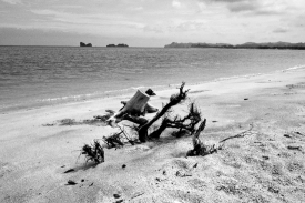 black white photo of old tree on beach in langkawi island malays