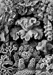 black white scientific illustration of various corals