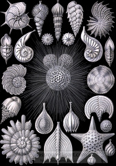 black white scientific illustration of various foraminifera