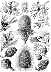 black white scientific illustration of various pine cones conife