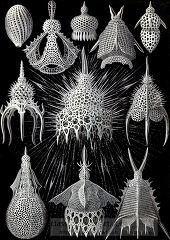 black white scientific illustration of various radiolaria