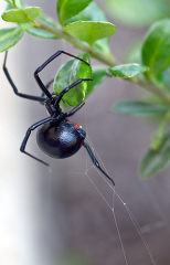 black widow spider attached to a plant
