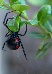 black widow spider shows red hour glass