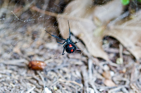 black widow spider with web