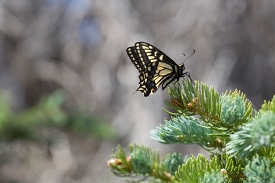 black yellow butterfly on pine tree