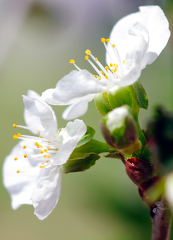 blooming flowers on plum tree 51A