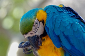 blue orange green macaw parrot 4996
