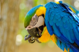 blue orange green macaw parrot 4998