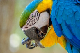blue orange green macaw parrot 4999
