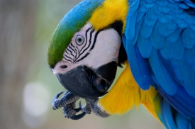 blue orange green macaw parrot 4999a
