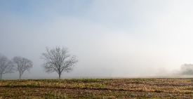 blue sky with fog clearing up in field with tree