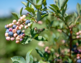 blueberries growing at you pick orchard