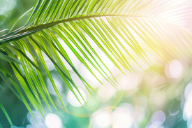 Blur green palm leaf on tropical beach with bokeh sun light wave