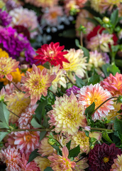 bouquet of beautiful multi colored garden flowers 0170
