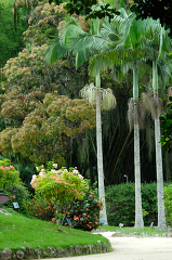 brazil botanical garden 19A