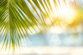 Bright tropical palm leaves with a sunny sky behind
