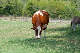 brown and white cow is grazing in a field