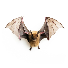 brown Bat unique wings open isolated on white background