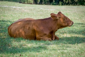 brown cow laying in the grass in the field