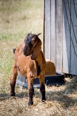 brown goat with a black face is standing in front of a wooden sh