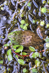 brown green spotted frog in marsh photo_22A