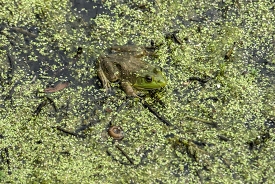 brown green spotted frog in marsh photo_26