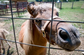 brown horse is looking through a fence