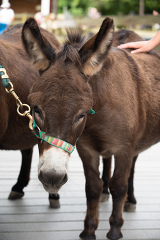 brown miniature donkeys