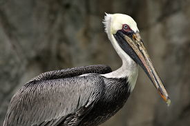 Brown Pelican at zoo