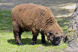 brown sheep at farm 66