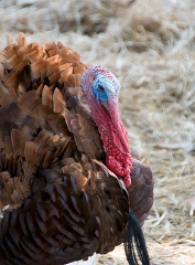 brown turkey with red and blue