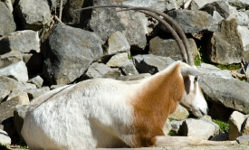brown white goat sitting near rocks