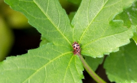 bug on large vegetable leaf