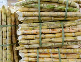 bundled sugar cane at local market in singapore