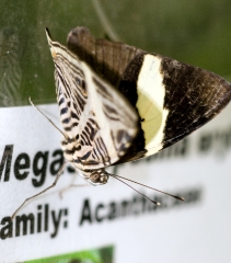 Butterfly Resting On Sign
