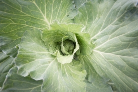 Cabbage growing closeup