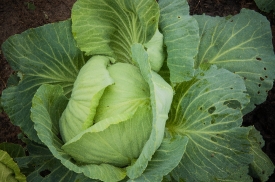 Cabbage one of the most nutrient dense vegetable
