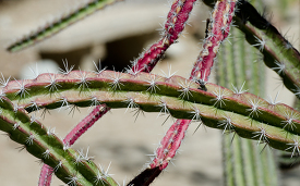 cacti closeup spines 827