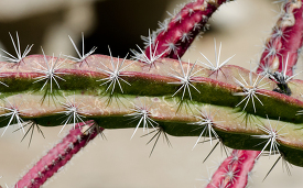cacti closeup spines 827A