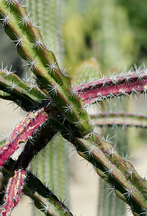 cacti closeup spines 828