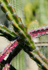 cacti closeup spines 828A