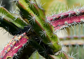 cacti closeup spines 828b