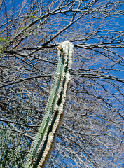 cacti plant 821
