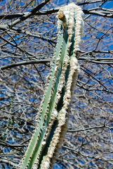 cacti plant 821A