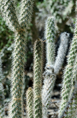cacti plant 838