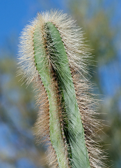 cacti plant 898