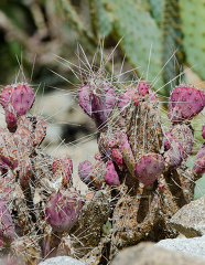 cacti plant 902
