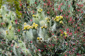 cacti plant 914A