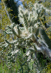 cacti plant 916A